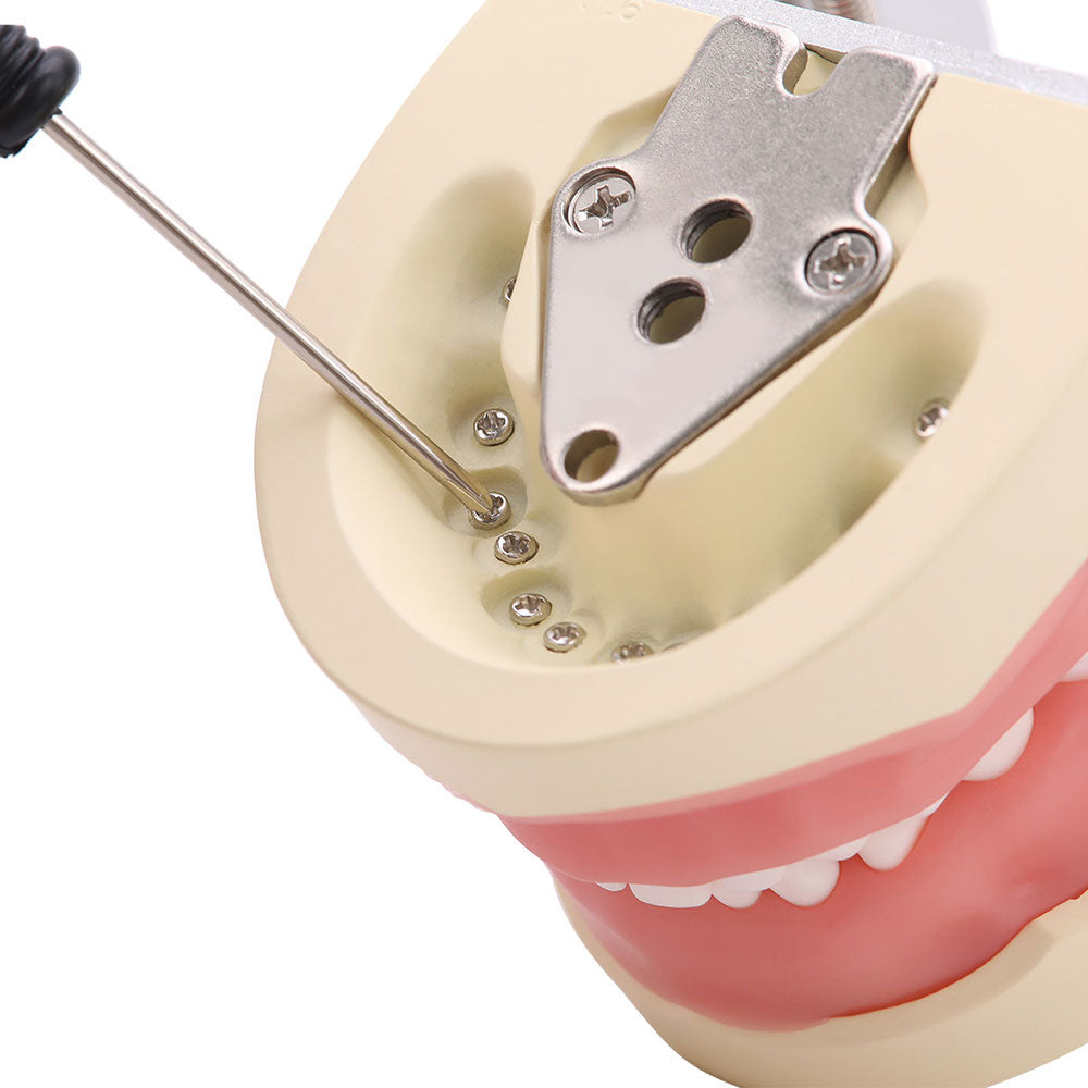 Dental Articulated Teeth Model with Removable Teeth 24 Primary Teeth