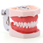 Dental Articulated Teeth Model with Removable Teeth 28 Permanent Teeth - pairaydental.com