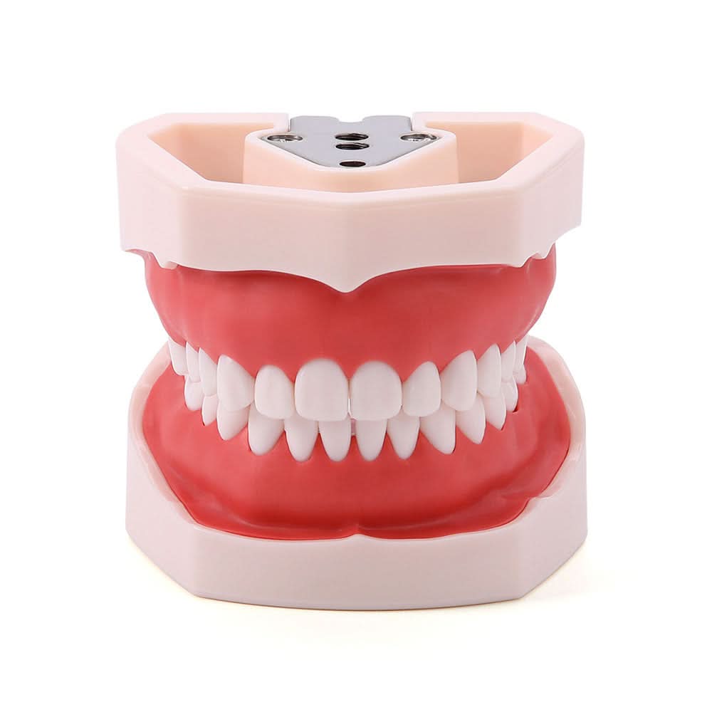 Dental Articulated Teeth Model with Removable Teeth 28 Permanent Teeth