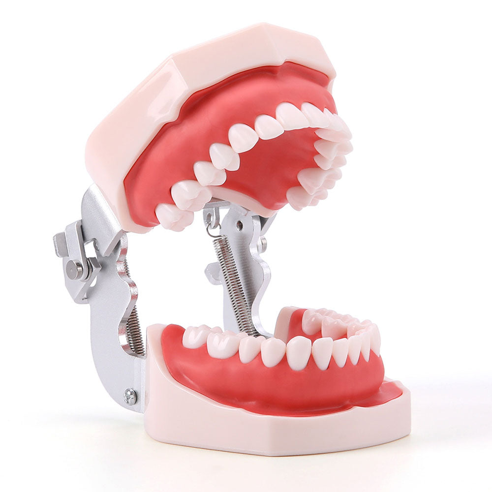 Dental Articulated Teeth Model with Removable Teeth 28 Permanent Teeth - pairaydental.com
