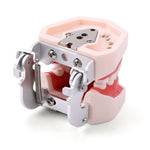 Dental Articulated Teeth Model with Removable Teeth 28 Permanent Teeth - pairaydental.com
