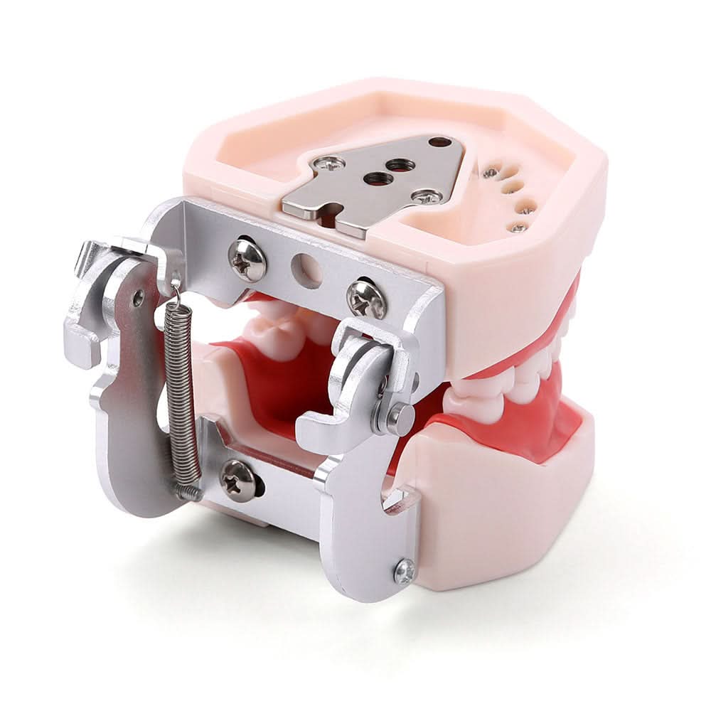 Dental Articulated Teeth Model with Removable Teeth 28 Permanent Teeth - pairaydental.com