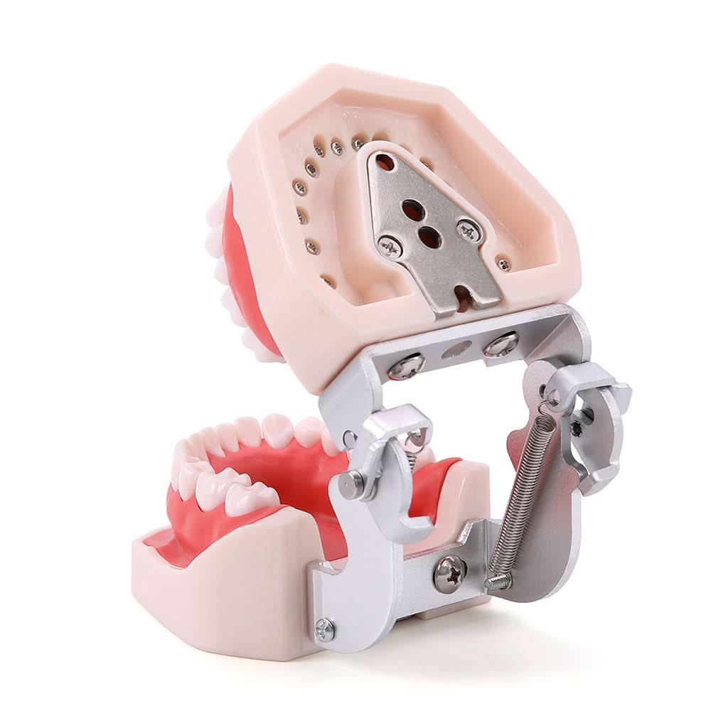 Dental Articulated Teeth Model with Removable Teeth 28 Permanent Teeth - pairaydental.com
