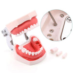 Dental Articulated Teeth Model with Removable Teeth 28 Permanent Teeth - pairaydental.com