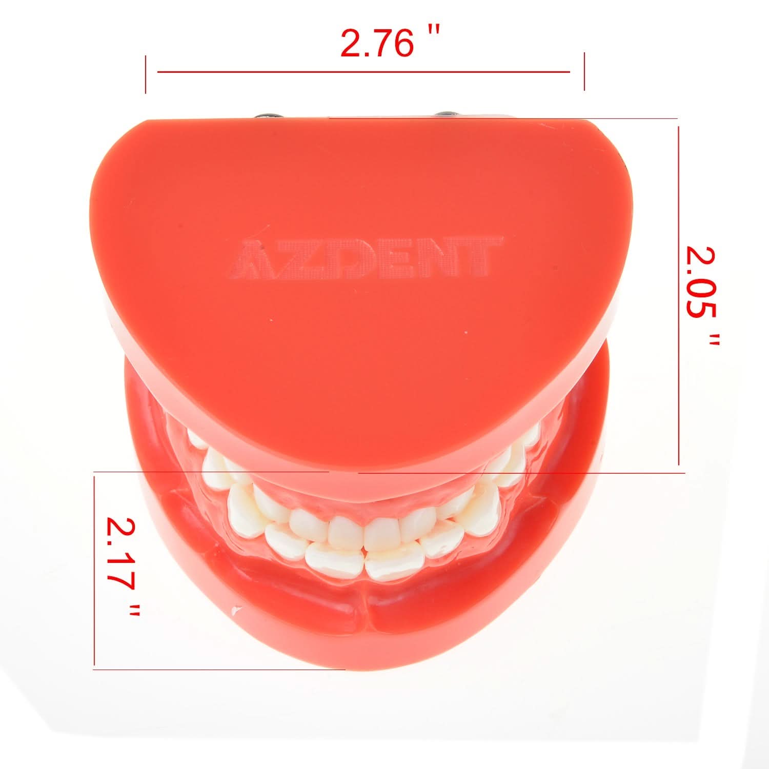 Dental Study Teaching U Tooth Adult Standard Teeth Model - pairaydental.com