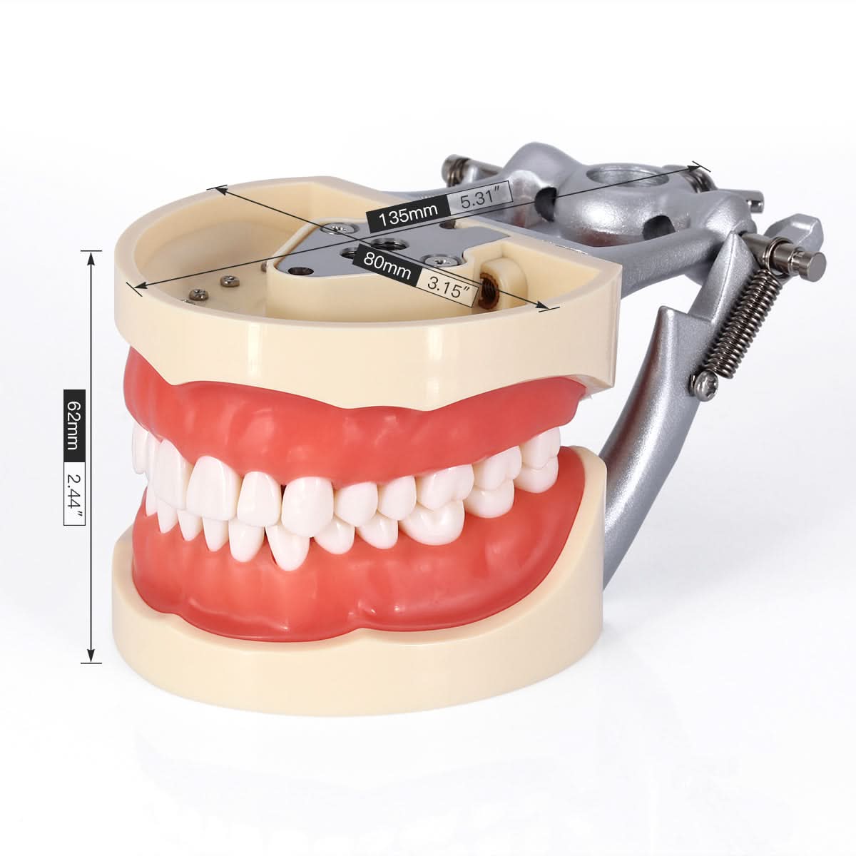Dental Articulated Teeth Model With 32Pcs Removable Teeth - pairaydental.com