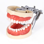 Dental Articulated Teeth Model With 32Pcs Removable Teeth - pairaydental.com