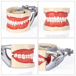 Dental Articulated Teeth Model With 32Pcs Removable Teeth - pairaydental.com
