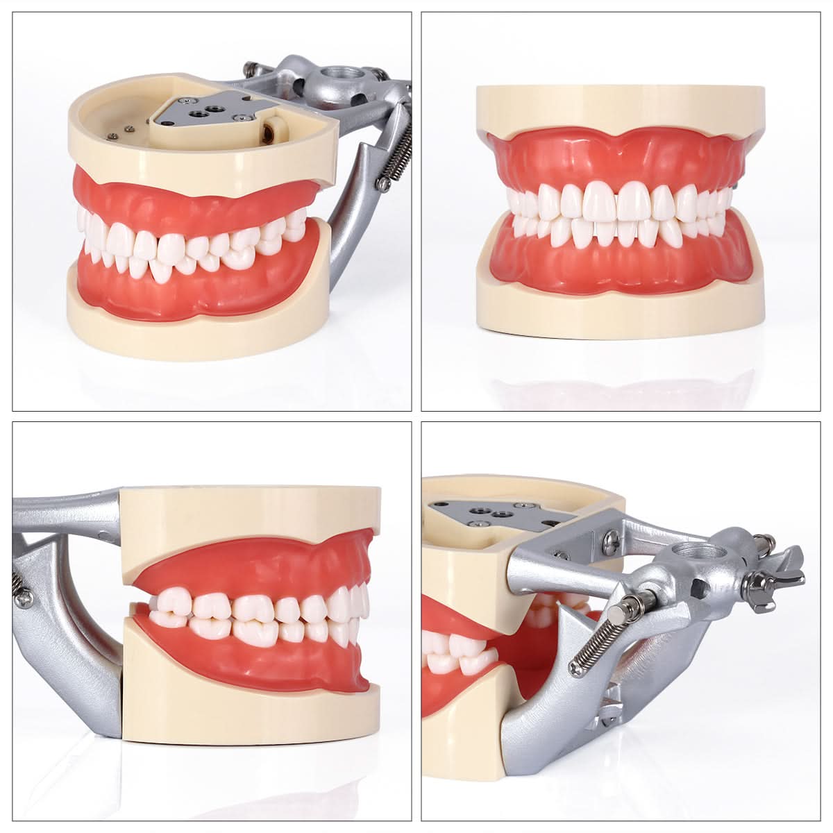 Dental Articulated Teeth Model With 32Pcs Removable Teeth - pairaydental.com