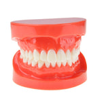 Dental Study Teaching U Tooth Adult Standard Teeth Model - pairaydental.com