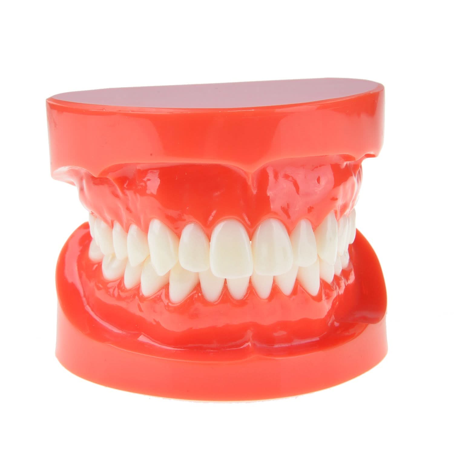 Dental Study Teaching U Tooth Adult Standard Teeth Model - pairaydental.com