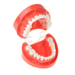 Dental Study Teaching U Tooth Adult Standard Teeth Model - pairaydental.com