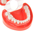 Dental Study Teaching U Tooth Adult Standard Teeth Model - pairaydental.com