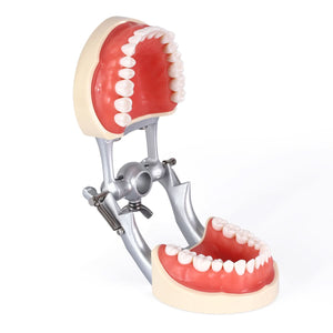 Dental Articulated Teeth Model With Removable Teeth