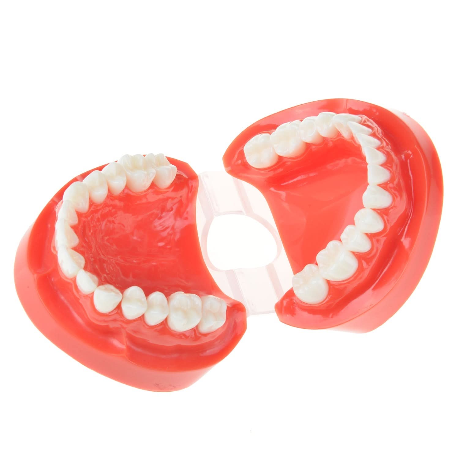 Dental Study Teaching U Tooth Adult Standard Teeth Model - pairaydental.com