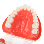 Dental Study Teaching U Tooth Adult Standard Teeth Model - pairaydental.com
