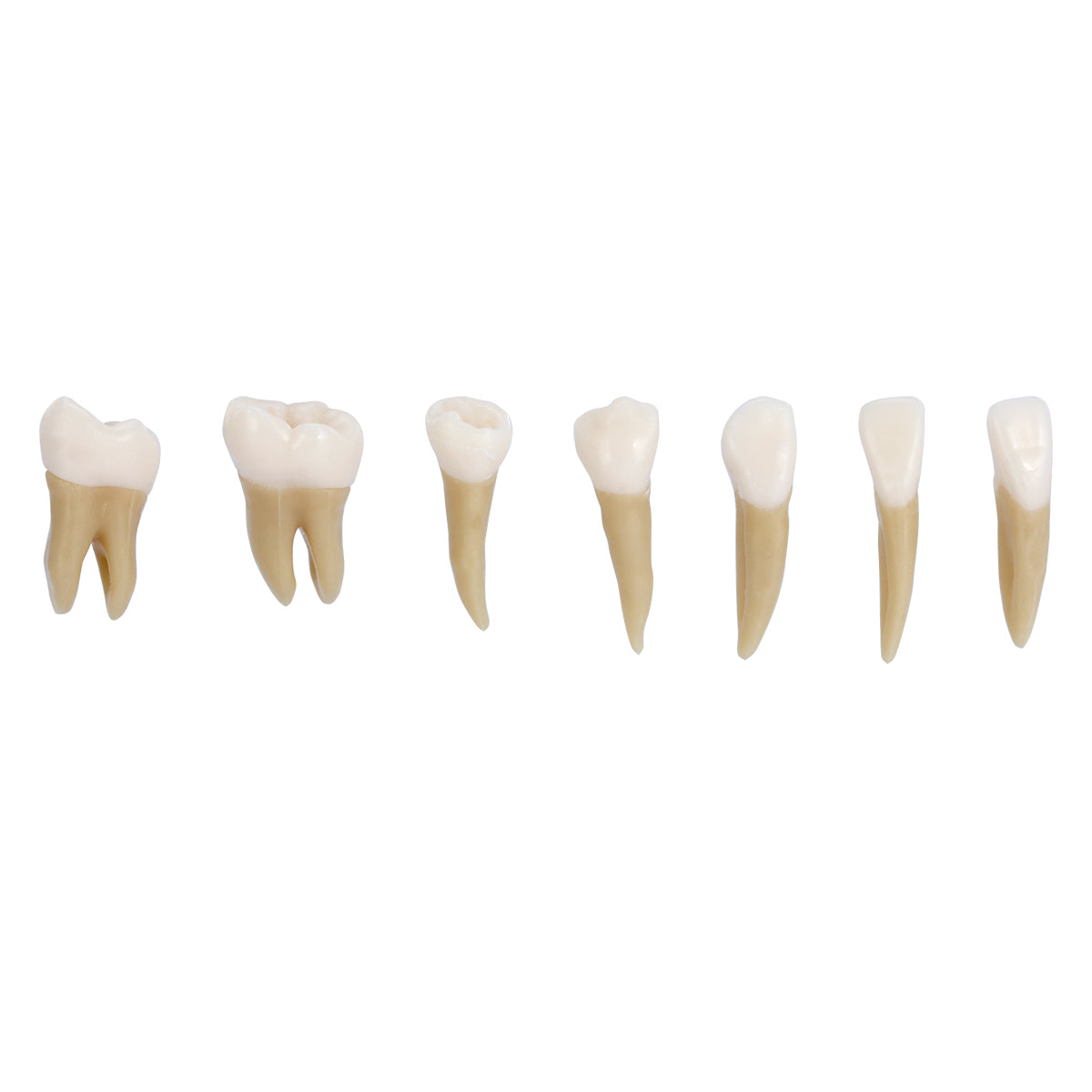 Dental 1: 1 Permanent Teeth Model 28pcs/Set - pairaydental.com